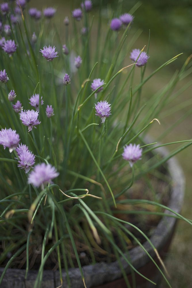 Purple flower. Free public domain CC0 photo.