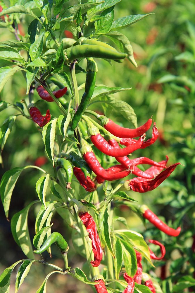 Red chili. Free public domain CC0 photo