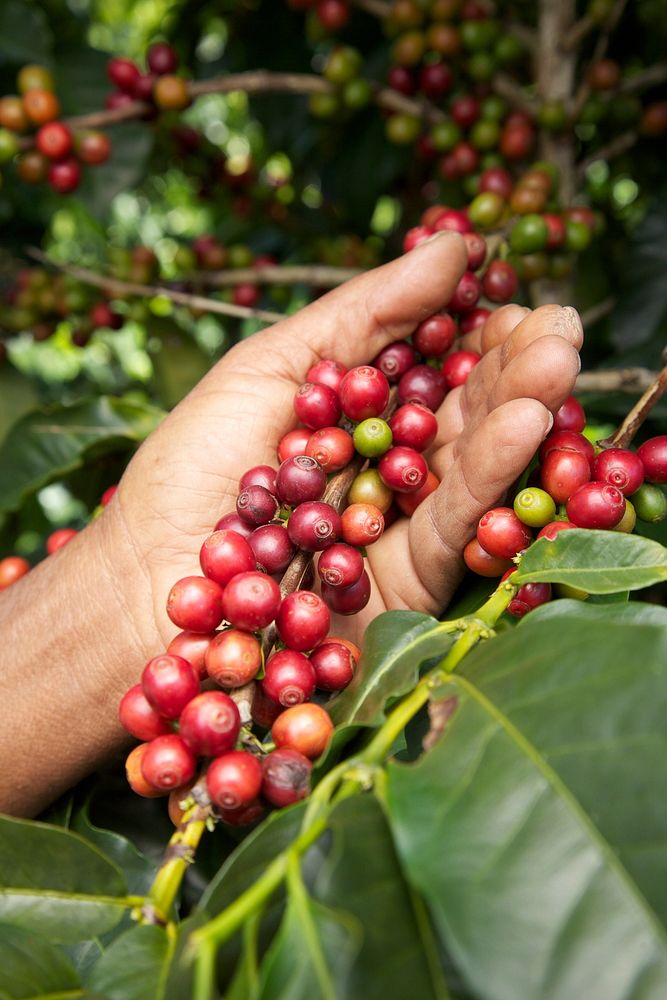 Closeup on raw coffee beans on tree. Free public domain CC0 photo.