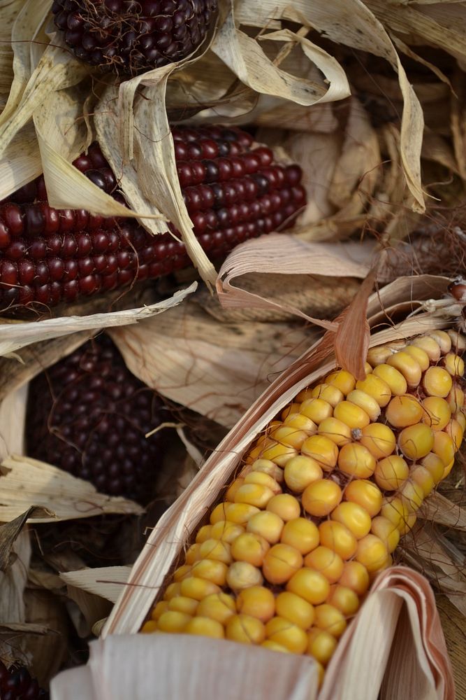 Yellow corn, agricultural produce. Free public domain CC0 image