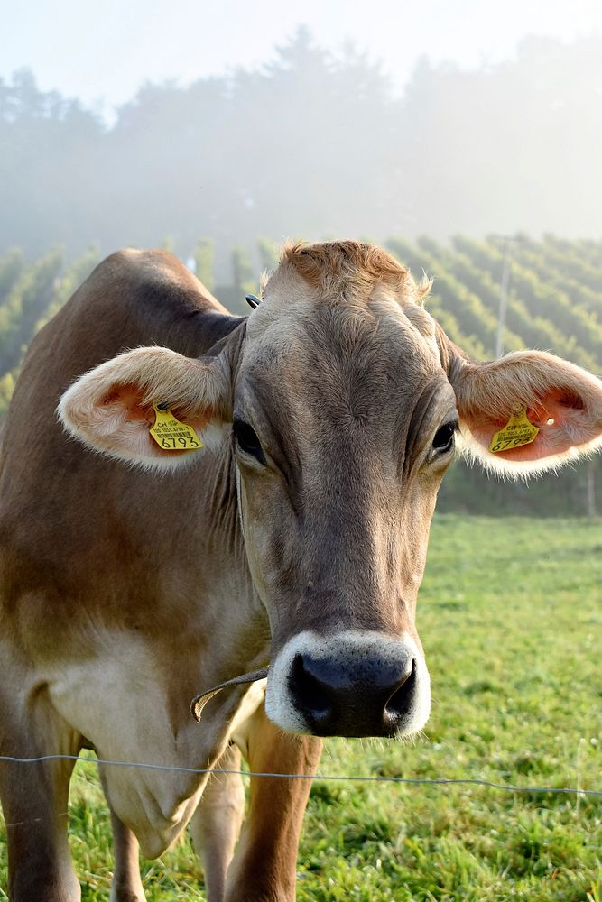 Brown cow at a farmland field. Free public domain CC0 image.