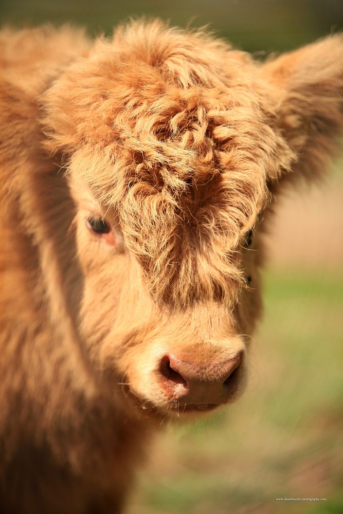 Cow at a farm, agriculture image. Free public domain CC0 photo.