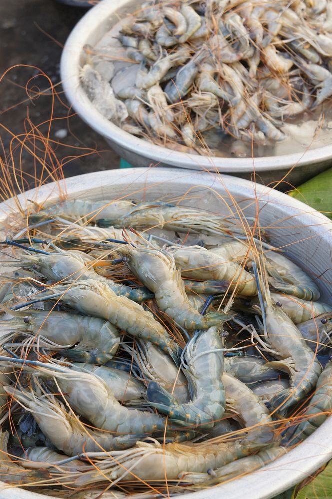 Fresh shrimp. Free public domain CC0 photo.