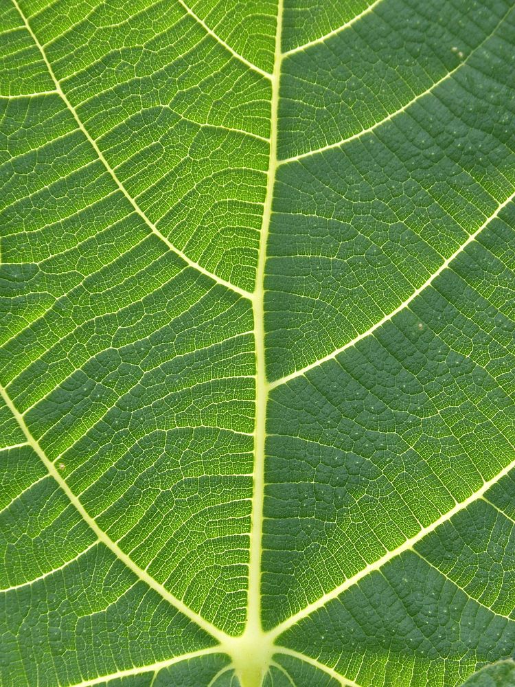 Close up green leaf texture background. Free public domain CC0 photo.