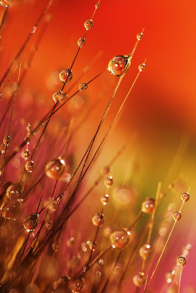 Waterdrop in glass. Free public domain CC0 image.