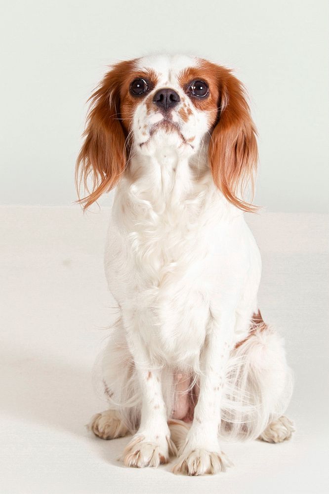 White & brown dog sitting on white background. Free public domain CC0 photo.