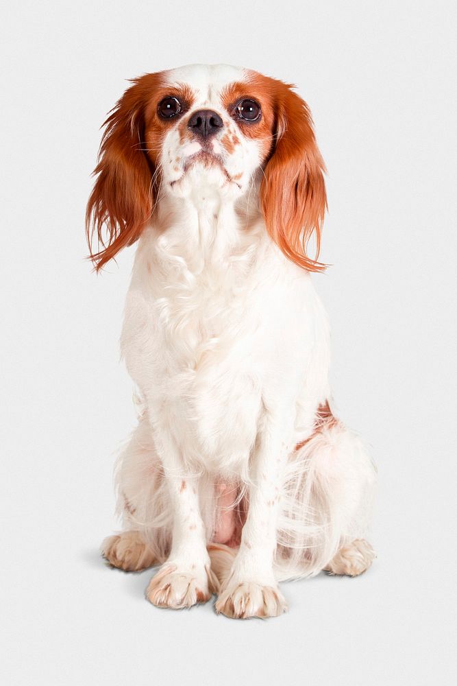 Cavalier King Charles Spaniel, dog in white background