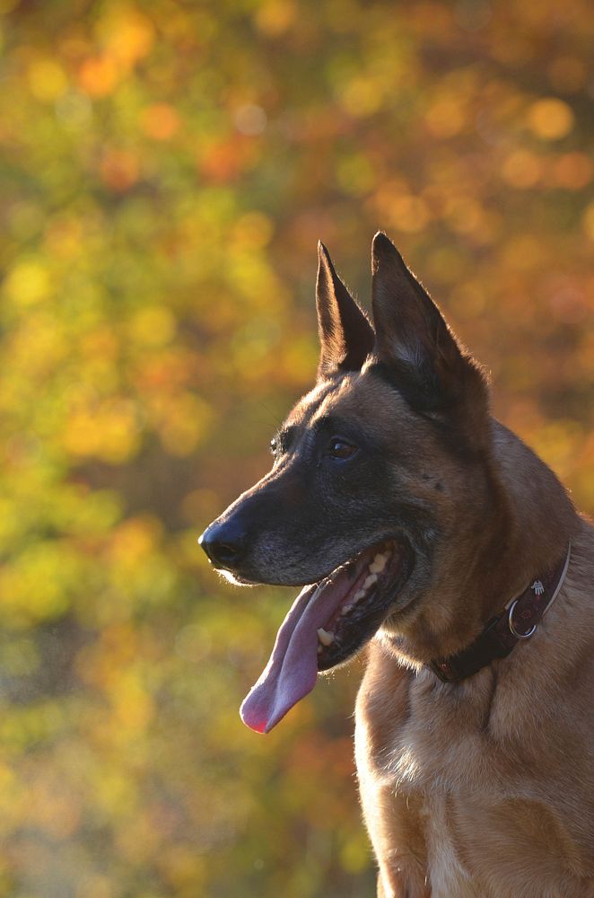 German shepherd. Free public domain CC0 photo.