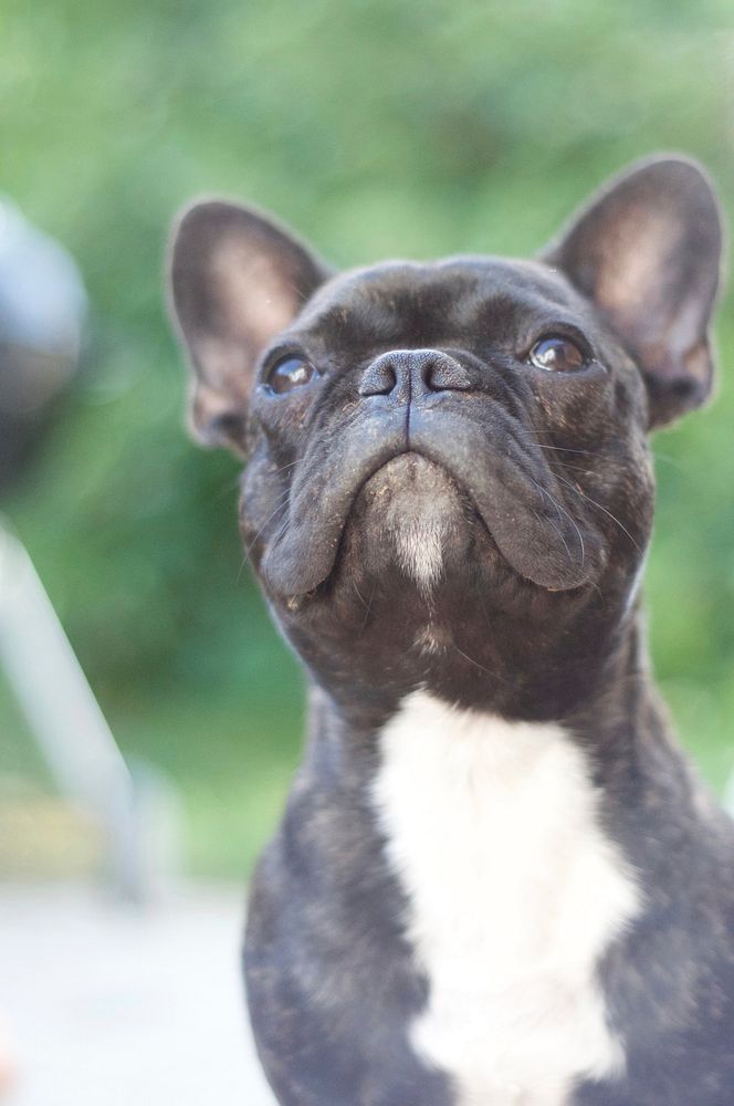 Black pug close up face. Free public domain CC0 photo.