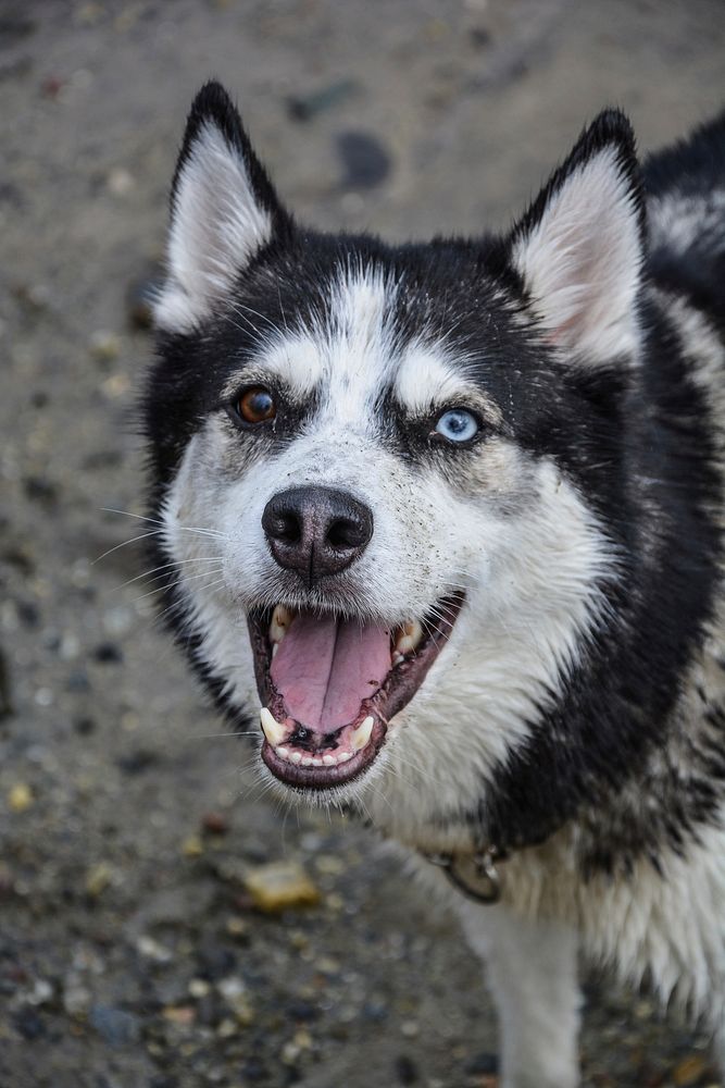 Black and white dog barking. Free public domain CC0 photo.