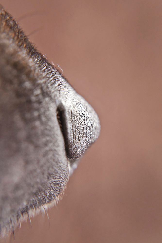 Close up dog nose. Free public domain CC0 photo