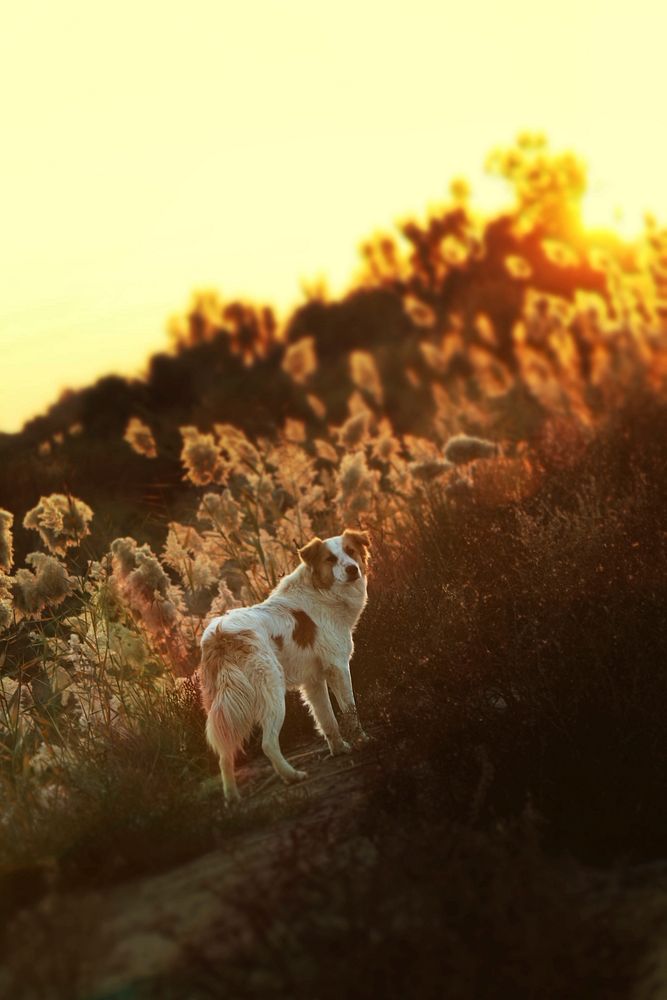 Dog standing with evening sunlight. Free public domain CC0 photo