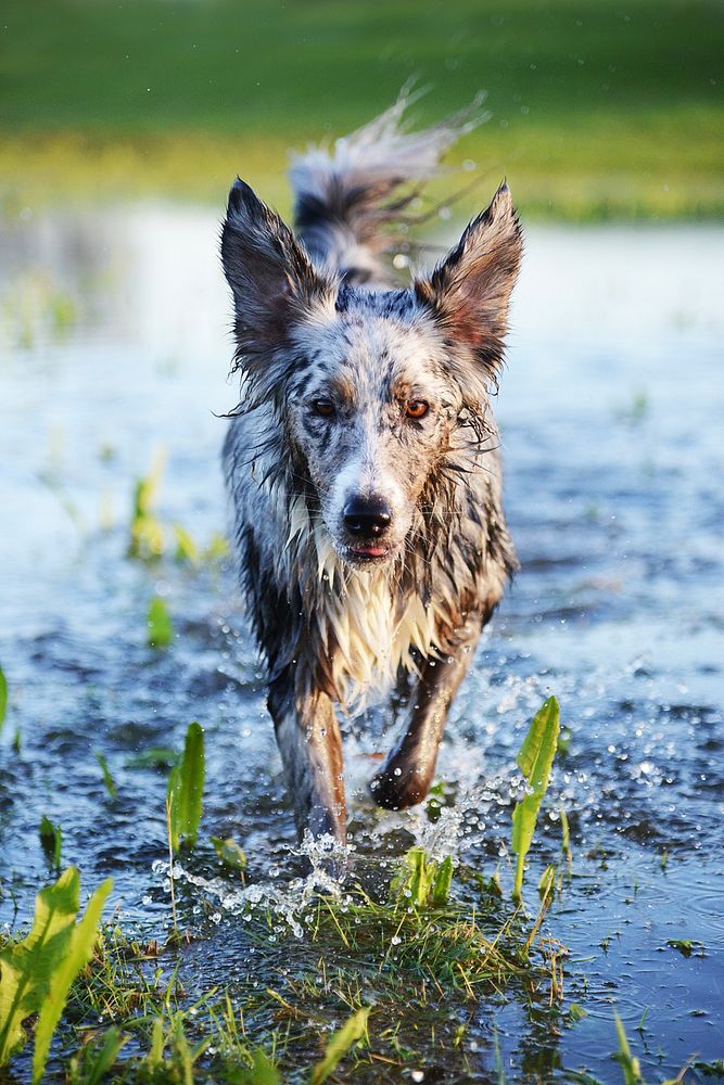 Wet dog walking on water. Free public domain CC0 photo