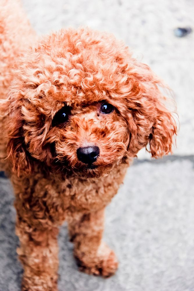 Brown poodle looking at camera. Free public domain CC0 photo.