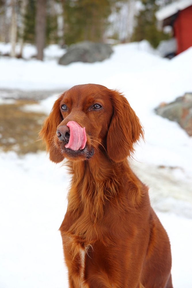 Brown dog licking it's nose. Free public domain CC0 photo