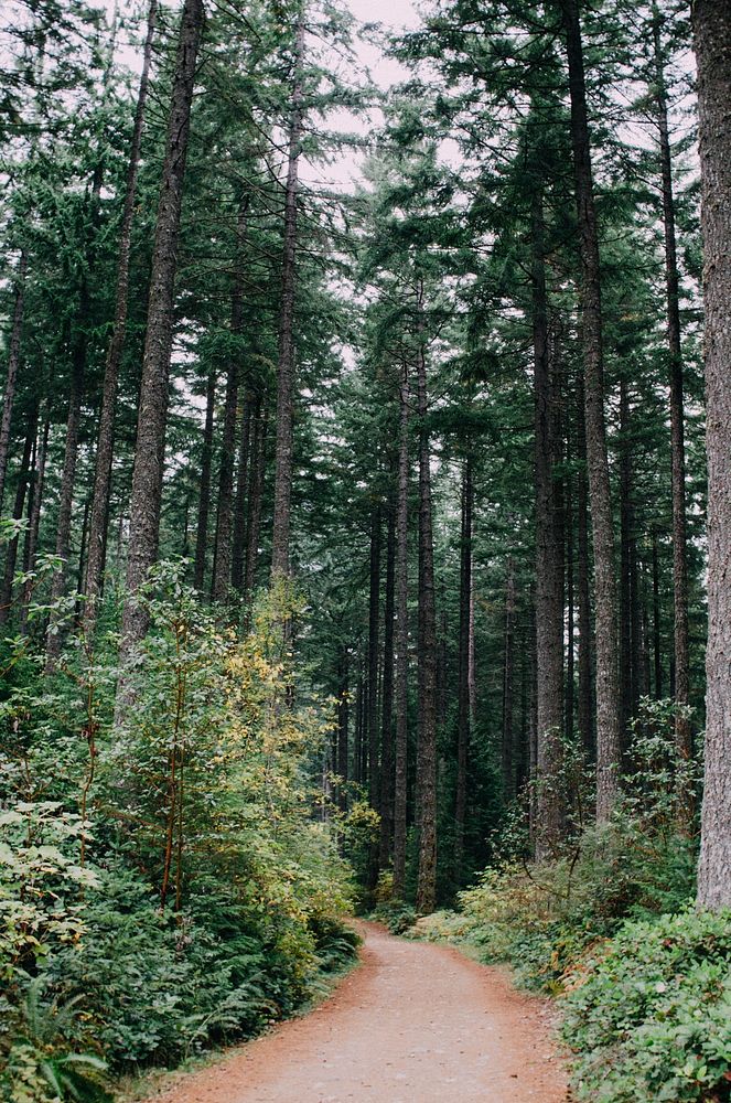 Trees & forest. Free public domain CC0 photo