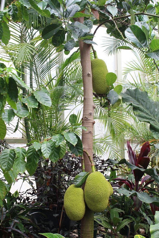 Fresh jackfruit growing on tree. Free public domain CC0 image. 