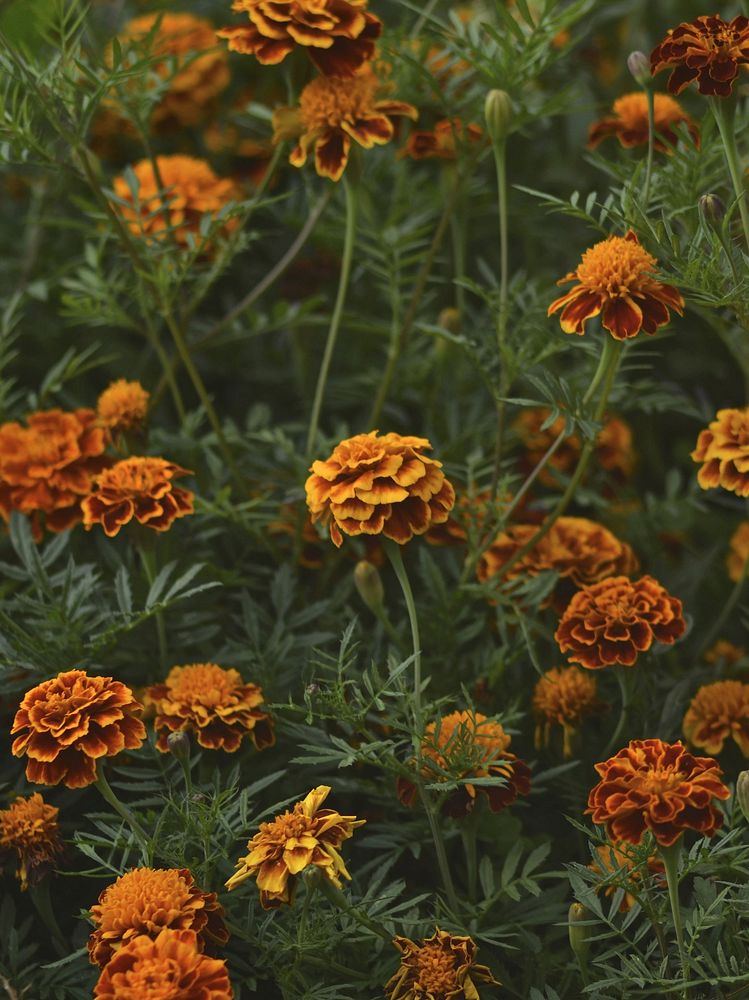 Free marigold image, public domain flower CC0 photo.