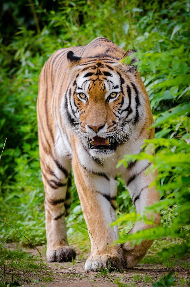 Free tiger image, public domain wild animal CC0 photo.