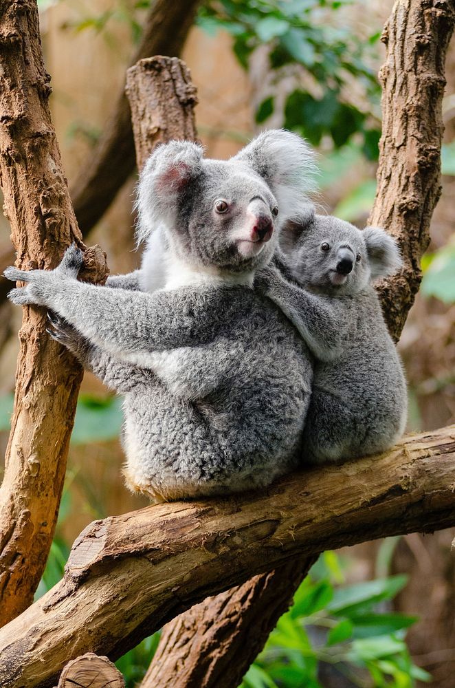 Free koalas image, public domain wildlife CC0 photo.