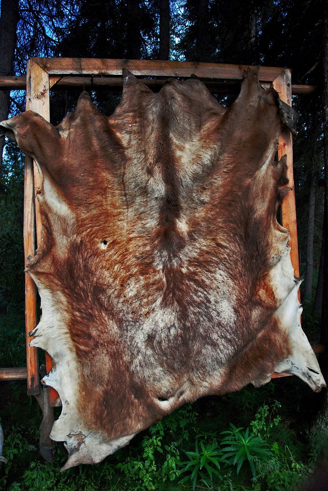 Free dead animal skin image, public domain CC0 photo.