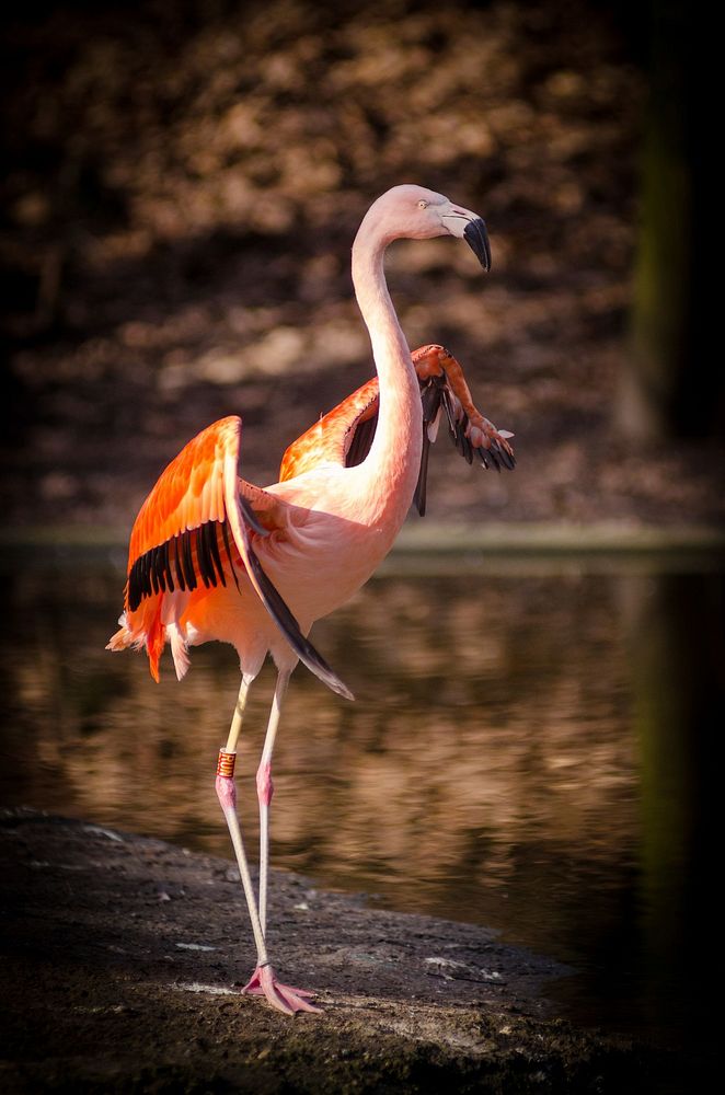 Free pink flamingo standing near the lake photo, public domain animal CC0 image.