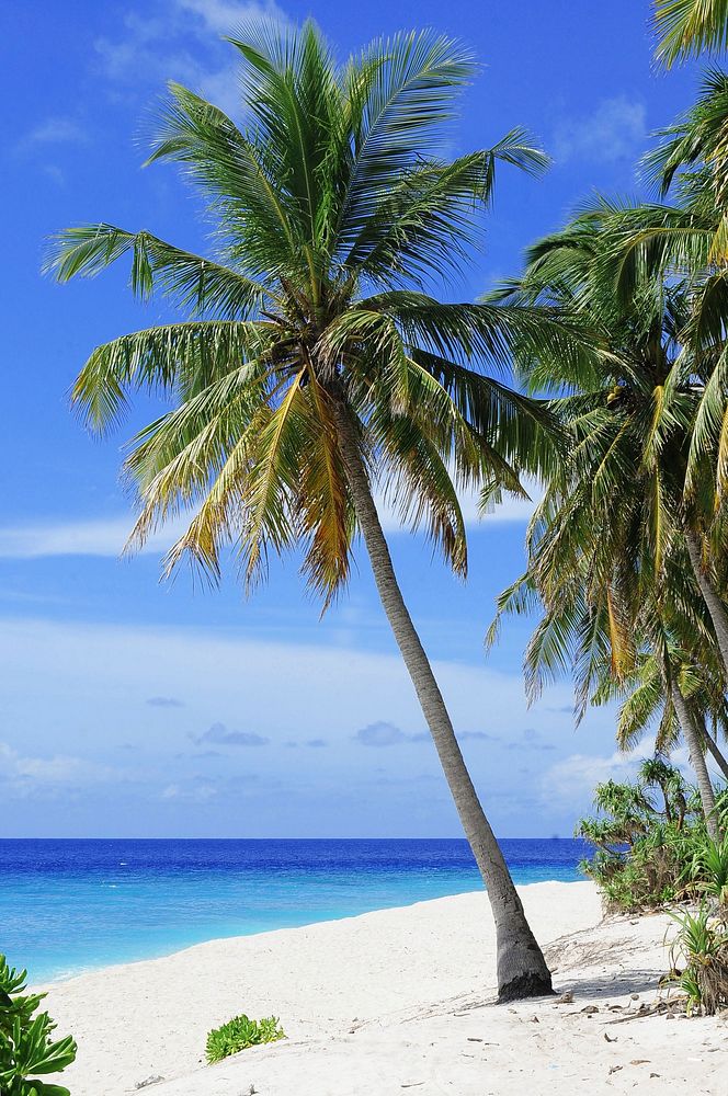 Free palm tree on beach image, public domain travel CC0 photo.