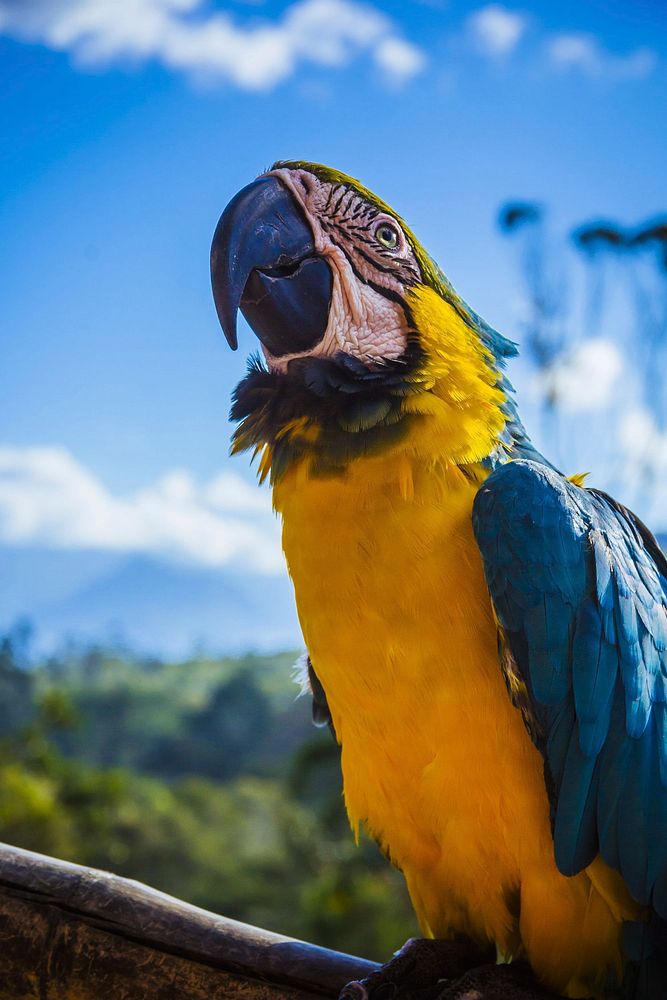 Free macaw bird image, public domain animal CC0 photo.