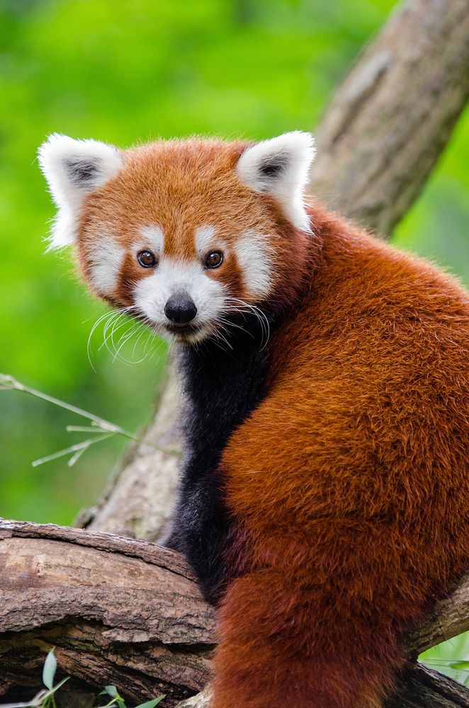 Free Red Panda image, public domain animal CC0 photo.