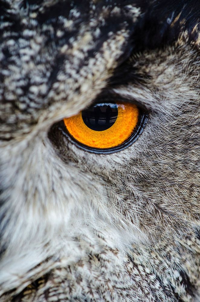Free close up owl's eye image, public domain animal CC0 photo.