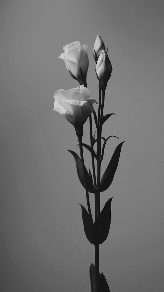 Free lisiantus monotone image, public domain flower CC0 photo.