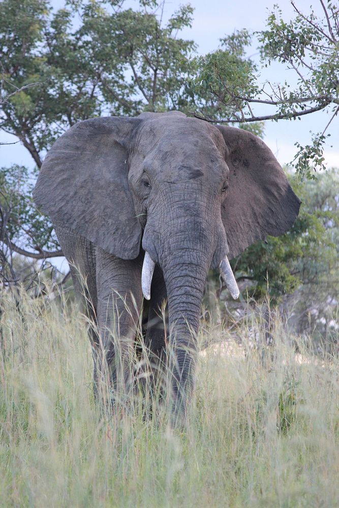 Majestic African elephant in wild. Free public domain CC0 photo.