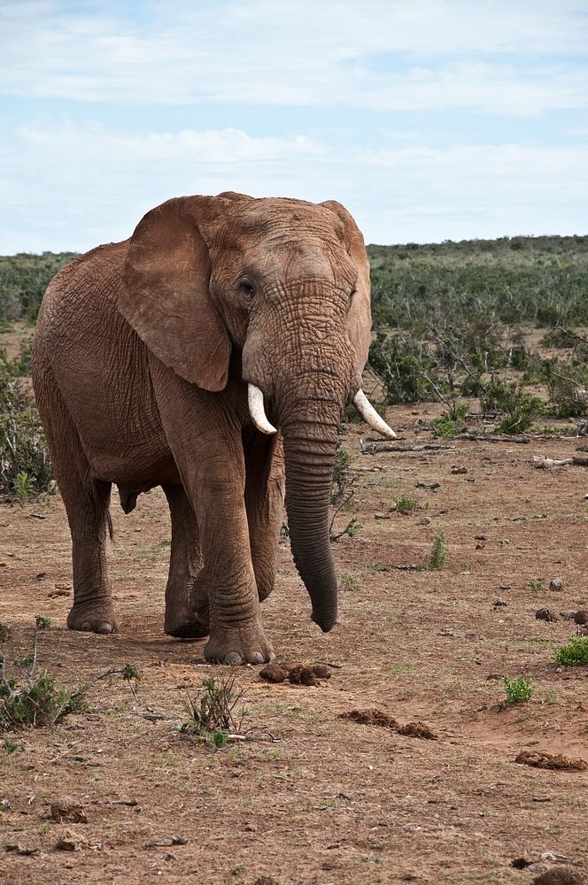 African elephant at the Serengeti. Free public domain CC0 photo.