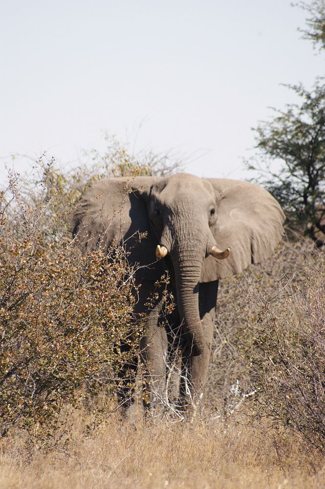 Majestic African elephant in wild. Free public domain CC0 photo.