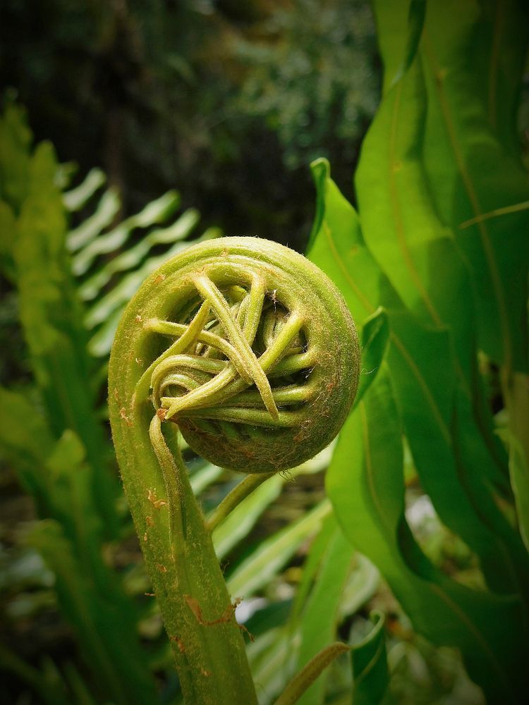 Fiddlehead fern. Free public domain CC0 image.