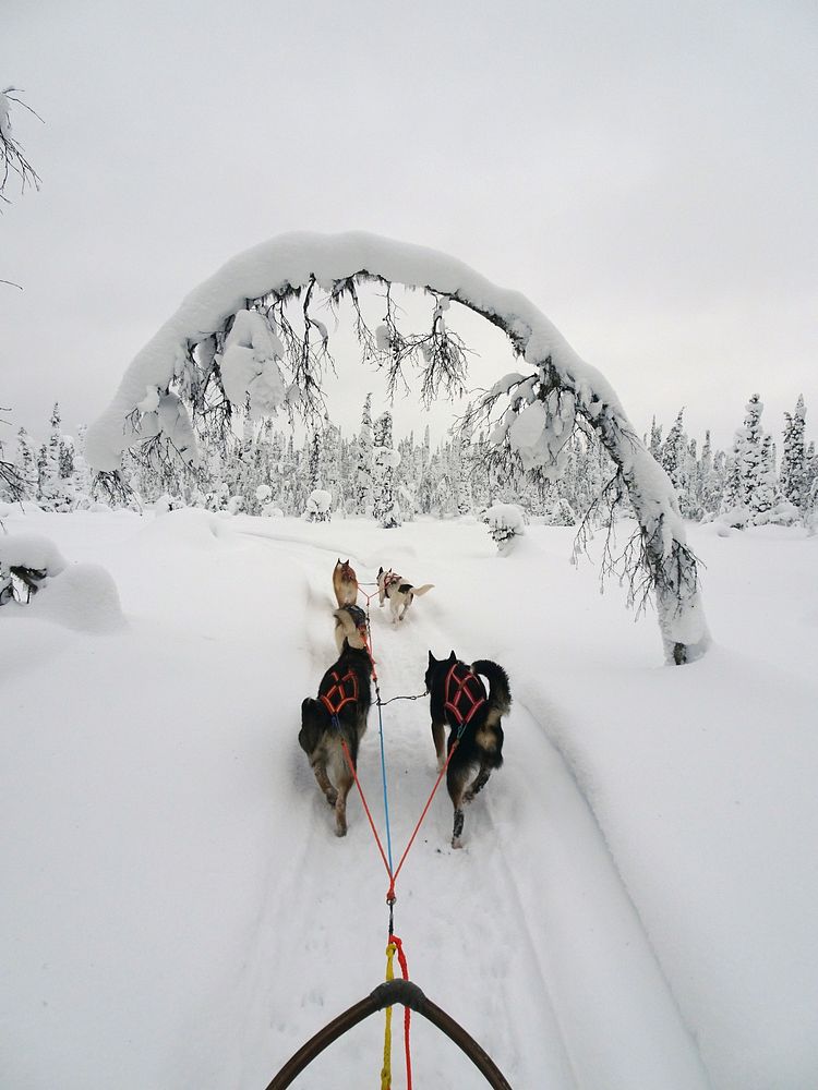 Dogsled on snow. Free public domain CC0 photo.