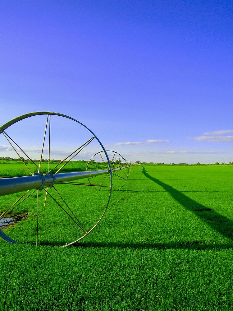 Green grass field. Free public domain CC0 photo.