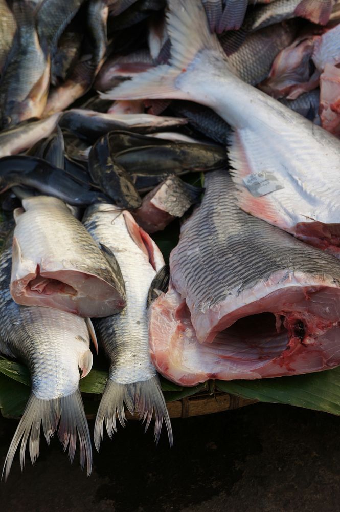 Dead fish for cooking. Free public domain CC0 photo