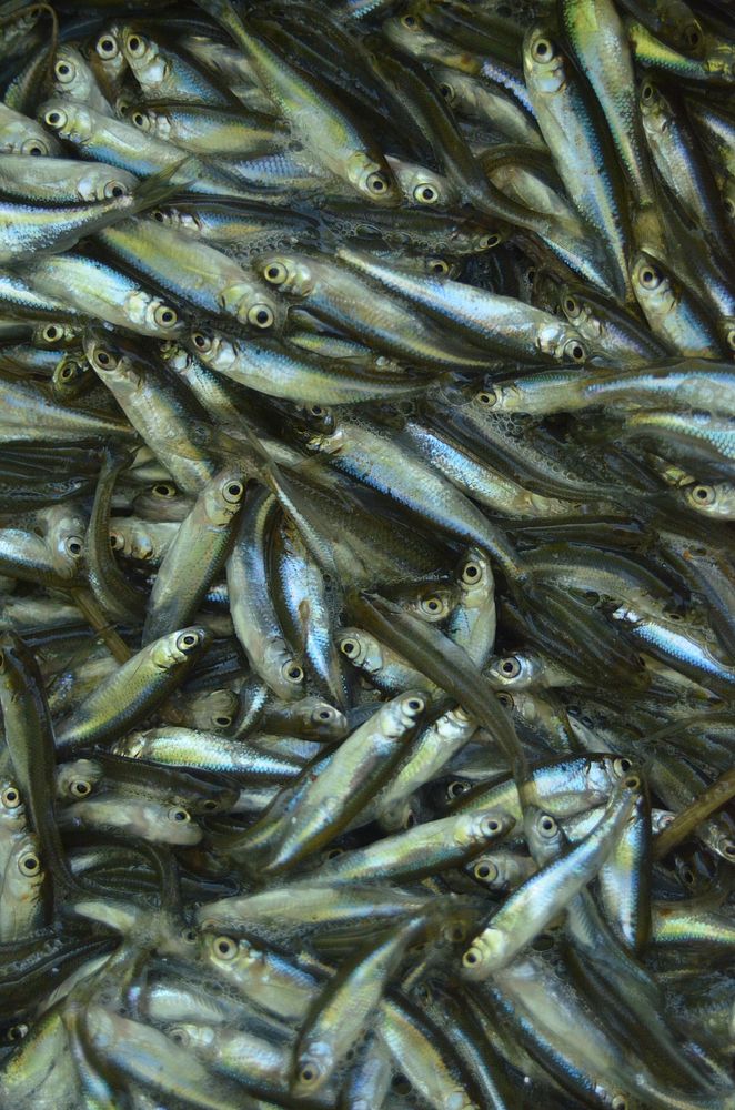 Pile of sardine fishes. Free public domain CC0 photo.