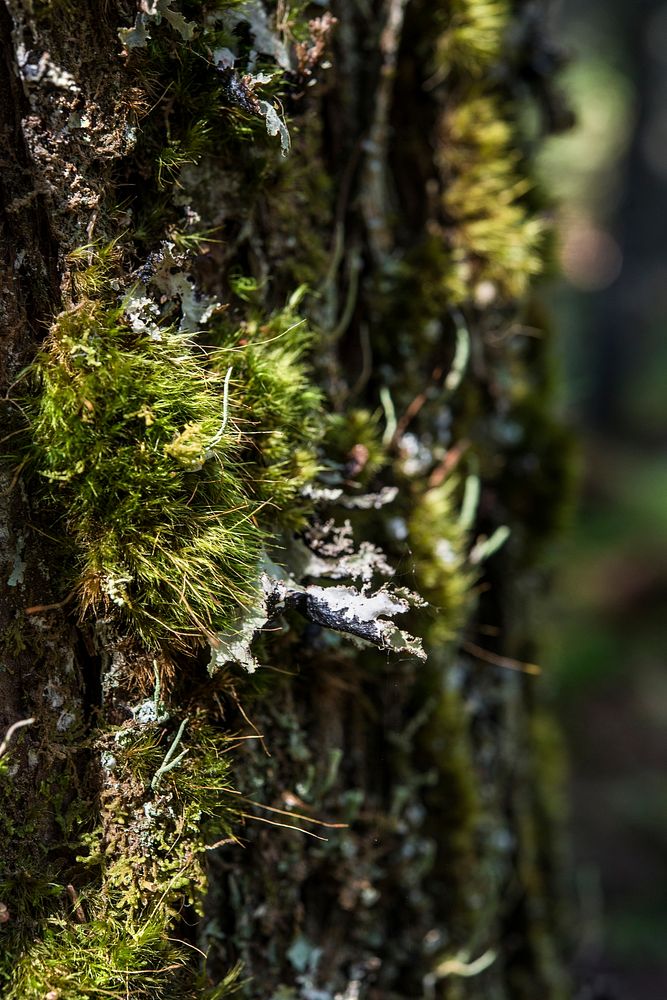 Moss on tree. Free public domain CC0 photo.