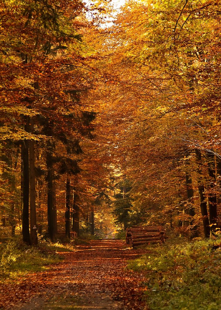 Beautiful Autumn forest background. Free public domain CC0 photo.