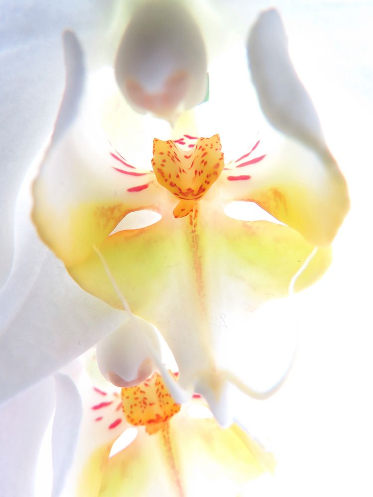 Moth orchid macro shot. Free public domain CC0 image.