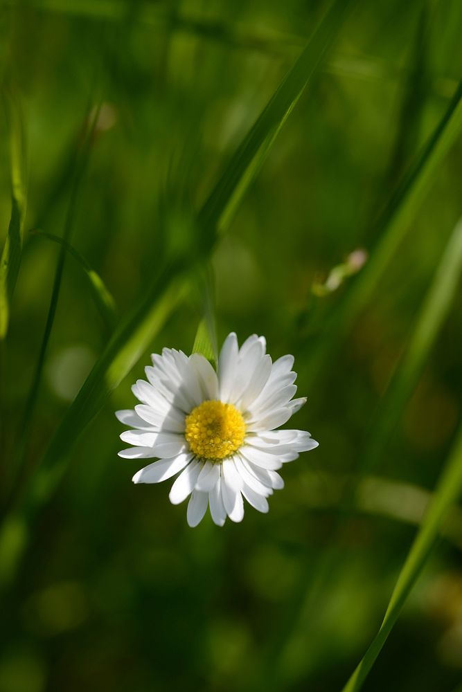 White daisy background. Free public domain CC0 photo.