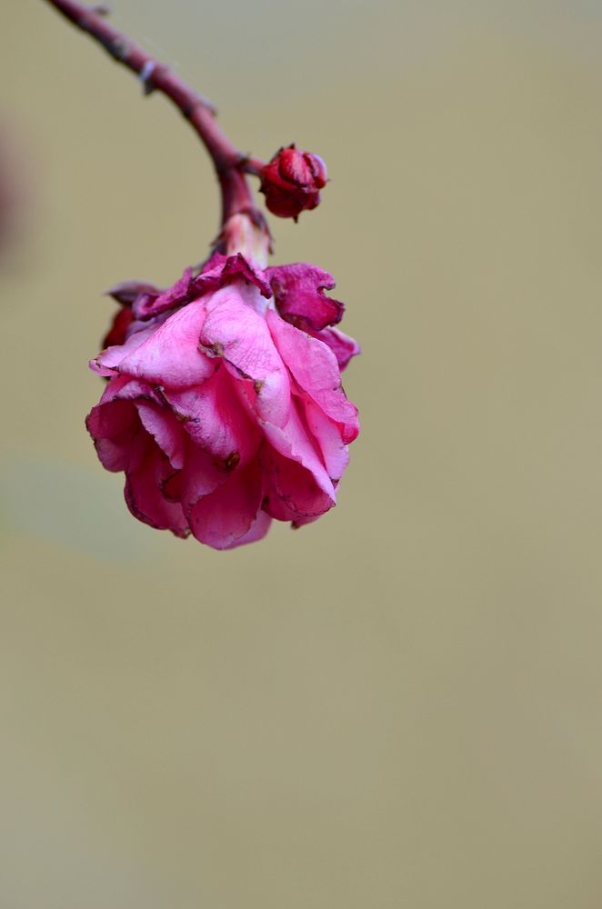 Pink rose background. Free public domain CC0 photo.