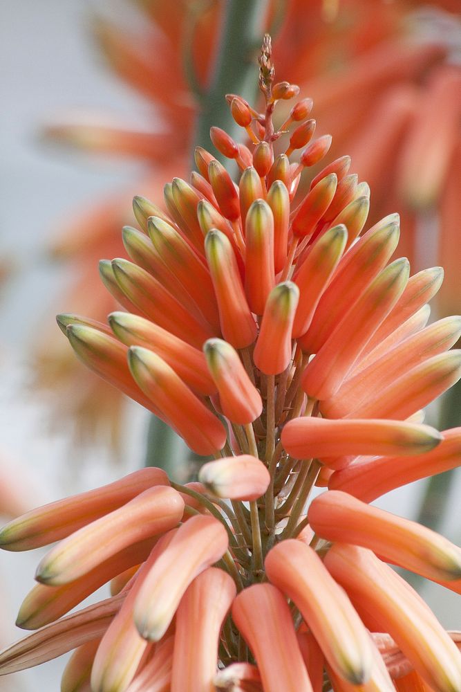 Aloe flower. Free public domain CC0 image.