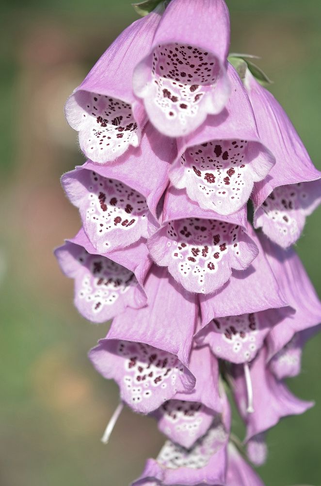 Pink foxglove background. Free public domain CC0 photo.