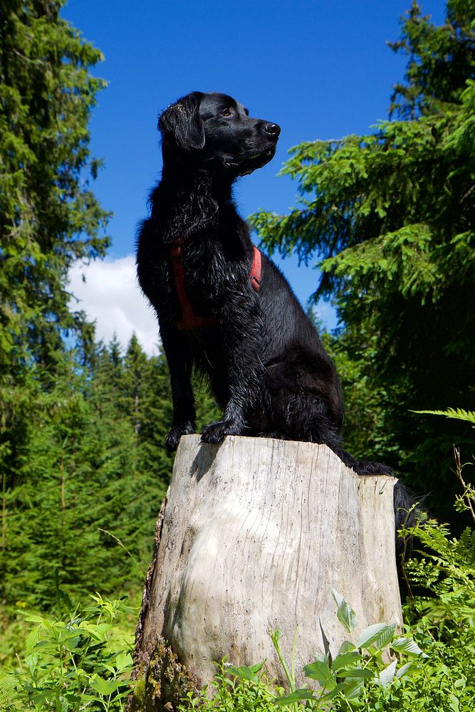 Black dog sitting on wood stump. Free public domain CC0 photo.