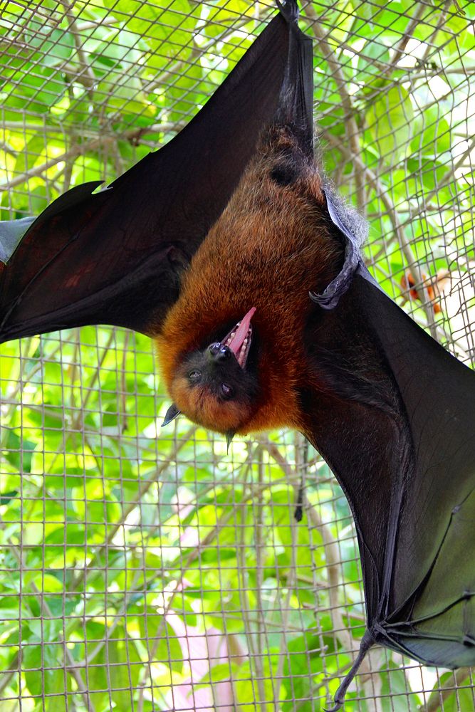 Closeup on bat in cage. Free public domain CC0 image.