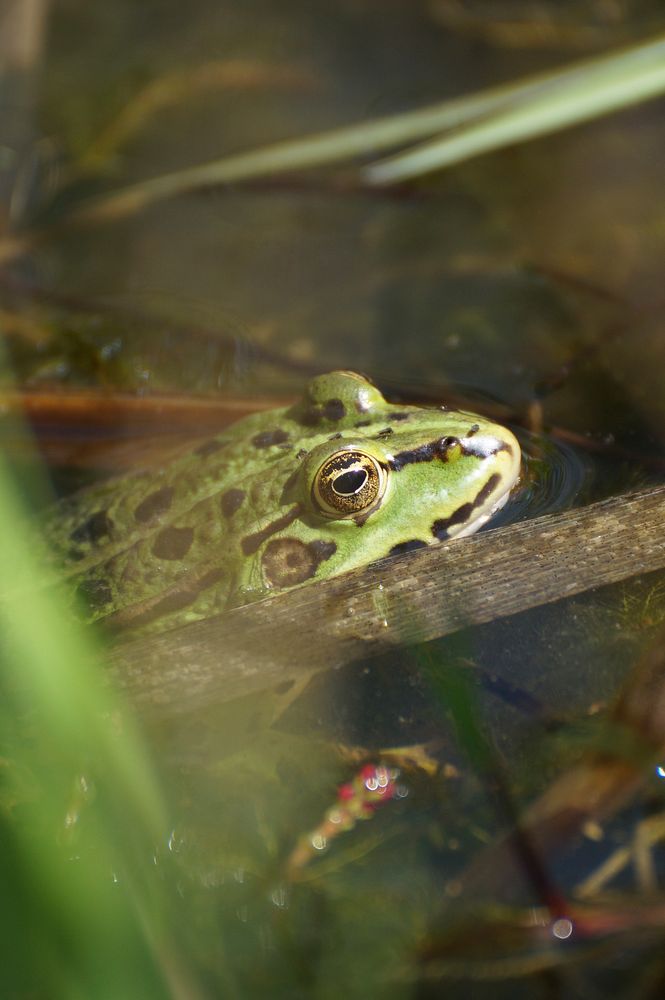 Frog wildlife animal. Free public domain CC0 photo