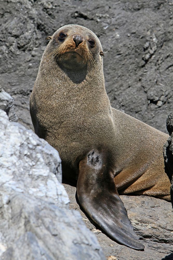 Sea lion standing close up. Free public domain CC0 photo.
